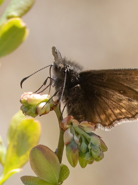 May 3, 2025 – Watuppa Reservation – Fall River,&nbsp;MA