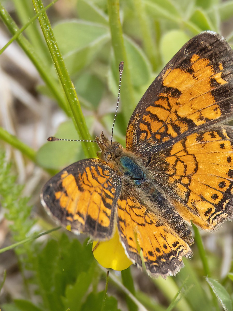 May 19, 2025 Dusted&nbsp;Skippers