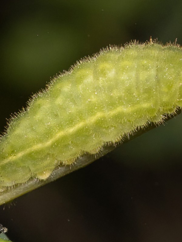 Slow June for&nbsp;butterflies