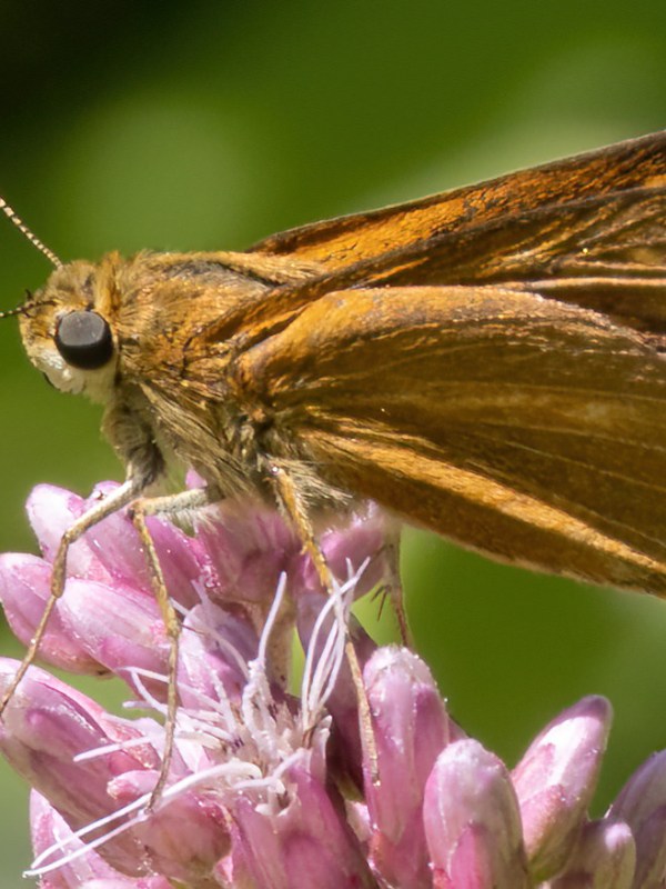 July 19, 2025 – October&nbsp;Mountain