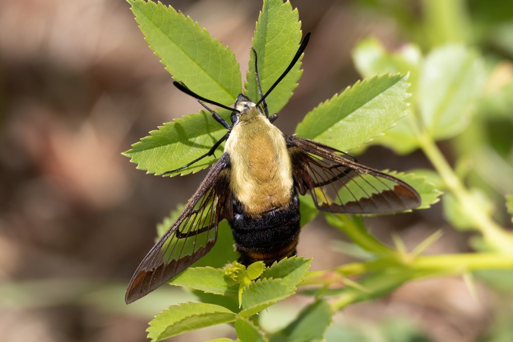 July 23, 2025 – Middleboro,&nbsp;MA